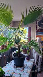 Pianta palme washingtonia