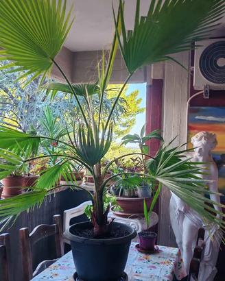 Pianta palme washingtonia