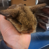 Conigli nani e minilop