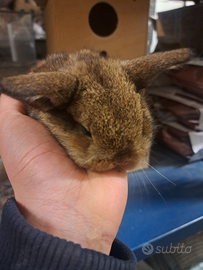 Conigli nani e minilop