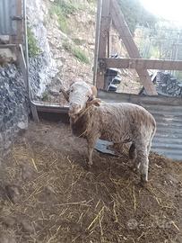 Montone Sopravissano