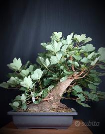 Acero opalo (Acer opalus)