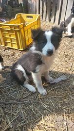 Cuccioli Bordercollie
