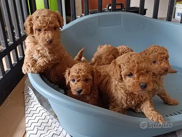 Barboncino Toy e mini toy