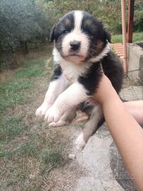 Cuccioli di pastore australiano/aussie