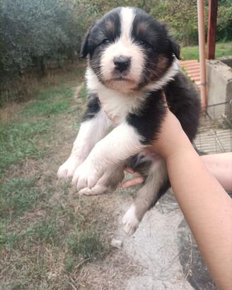 Cuccioli di pastore australiano/aussie