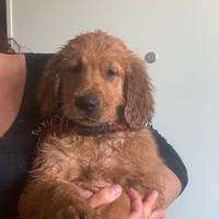 Cucciolo golden retriever