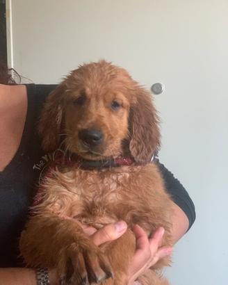 Cucciolo golden retriever