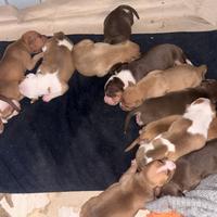 Cuccioli di Pitbull red rose