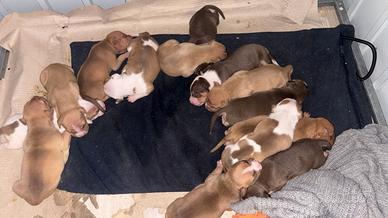 ULTIME DISPONIBILITA' di cuccioli Pitbull