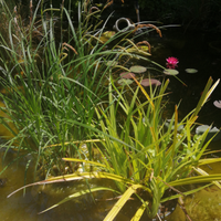 Piante da laghetto