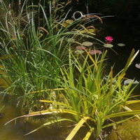 Piante da laghetto e acquario