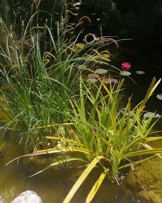 Piante da laghetto