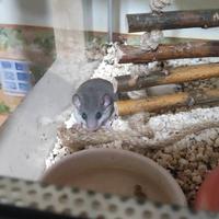 Minighiri con teca e cibo