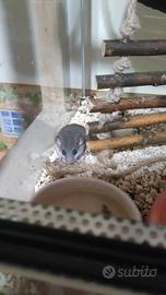 Minighiri con teca e cibo