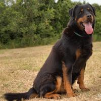 Adozione LINO affettuoso derivato rottweiler