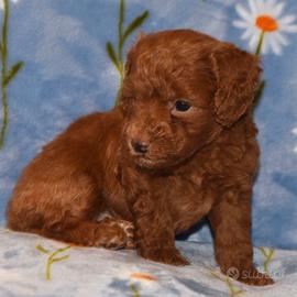 Cuccioli barboncini toy maschi femmine