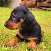 Cucciolo di bassotto nero kaninchen maschio