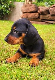 Cucciolo di bassotto nero kaninchen maschio