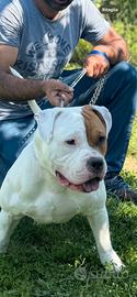 American Bully pocket per accoppiamento