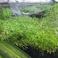 Riccia fluitans per acquario