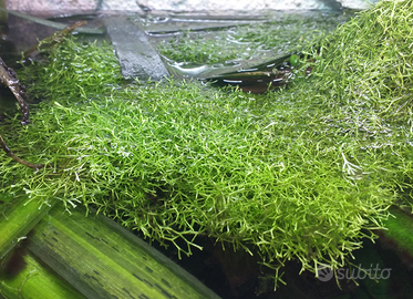 Riccia fluitans per acquario