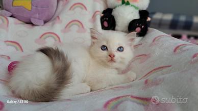 Cucciola di Ragdoll WhiteAngels Topolina