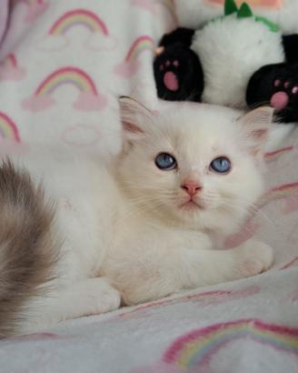 Cucciola di Ragdoll WhiteAngels Topolina