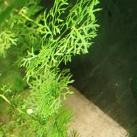 piante acquario dolce 
