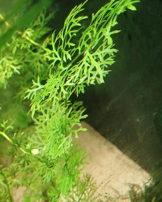 piante acquario dolce 