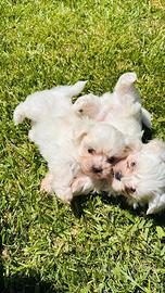 Maltese Toy