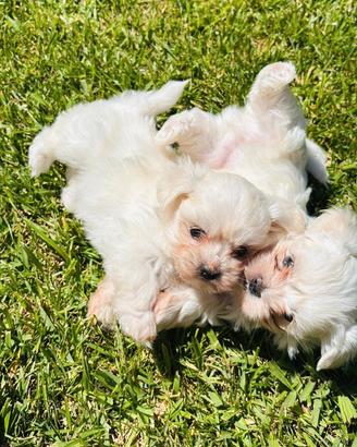 Maltese Toy
