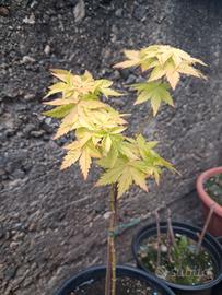 acero orange dream