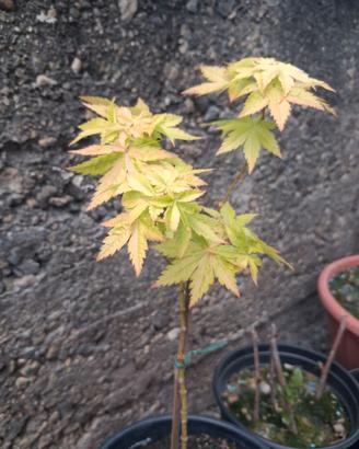 acero orange dream