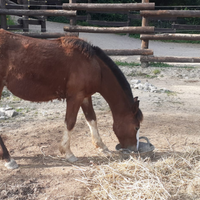 Puledro criollo
