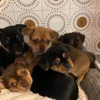 Incrocio Chihuahua-Pechinese