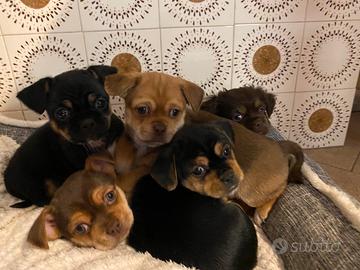 Incrocio Chihuahua-Pechinese