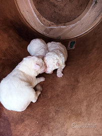 Cuccioli Pastore dei Pirenei