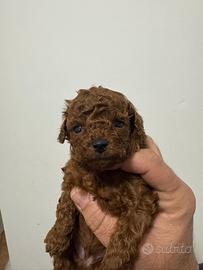 Barboncini mini toy red brown