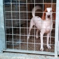 Segugio dell'Istria a pelo raso