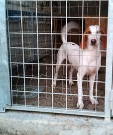 Segugio dell'Istria a pelo raso