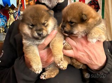 Shiba inu cuccioli