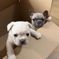 Franch bulldog