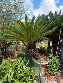 Splendidi esemplari di Cycas Revoluta adulte (35-4