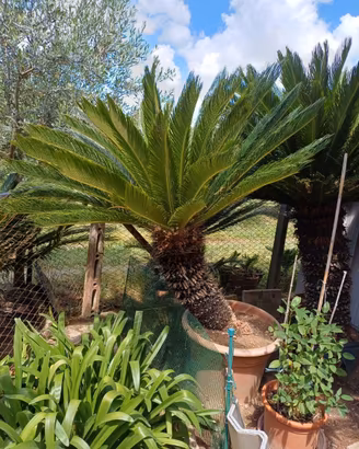 Splendidi esemplari di Cycas Revoluta adulte (35-4