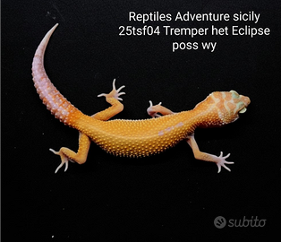 Geco leopardino albino