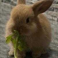 Coniglio Nano Ariete