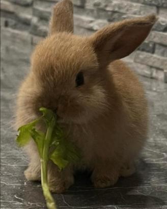 Coniglio Nano Ariete