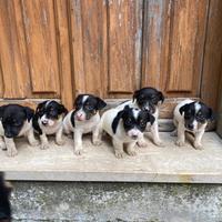 Cuccioli di jack russell