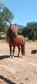 Cavallo
